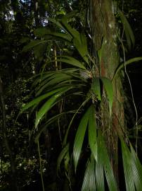 Fotografia da espécie Evodianthus funifer