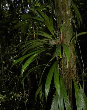 Fotografia 5 da espécie Evodianthus funifer no Jardim Botânico UTAD
