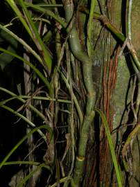 Fotografia da espécie Evodianthus funifer