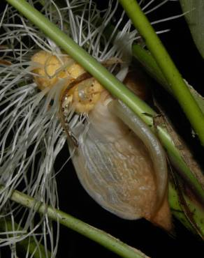 Fotografia 7 da espécie Evodianthus funifer no Jardim Botânico UTAD