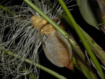 Fotografia da espécie Evodianthus funifer