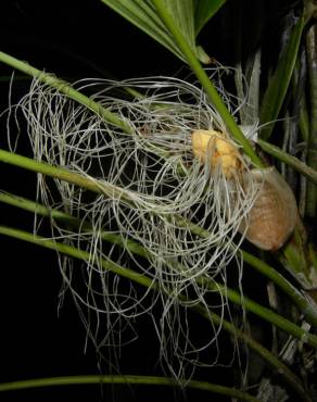 Fotografia 8 da espécie Evodianthus funifer no Jardim Botânico UTAD