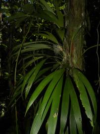 Fotografia da espécie Evodianthus funifer