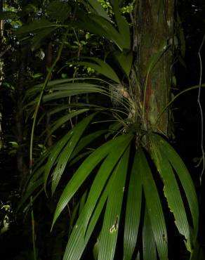 Fotografia 9 da espécie Evodianthus funifer no Jardim Botânico UTAD
