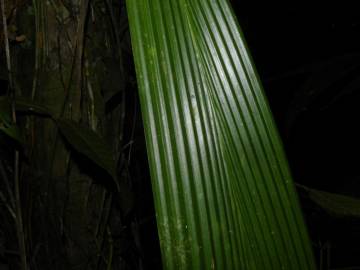 Fotografia da espécie Evodianthus funifer