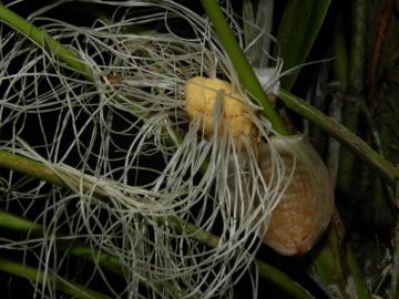 Fotografia da espécie Evodianthus funifer