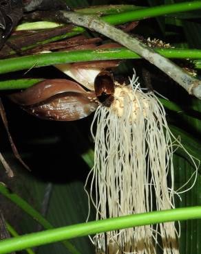 Fotografia 12 da espécie Evodianthus funifer no Jardim Botânico UTAD