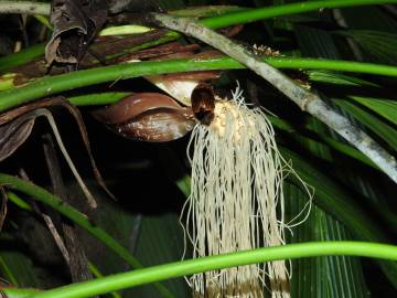 Fotografia da espécie Evodianthus funifer