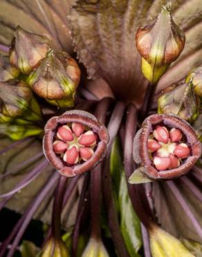 Fotografia 1 da espécie Tacca chantrieri no Jardim Botânico UTAD