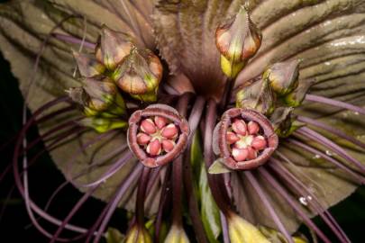 Fotografia da espécie Tacca chantrieri