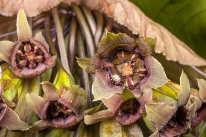 Fotografia da espécie Tacca chantrieri