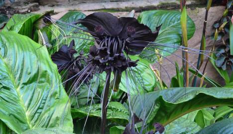 Fotografia da espécie Tacca chantrieri