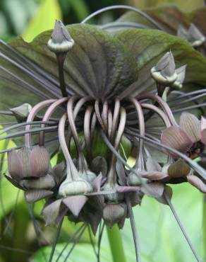 Fotografia 5 da espécie Tacca chantrieri no Jardim Botânico UTAD