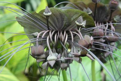 Fotografia da espécie Tacca chantrieri