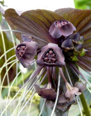 Fotografia 6 da espécie Tacca chantrieri no Jardim Botânico UTAD