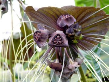 Fotografia da espécie Tacca chantrieri