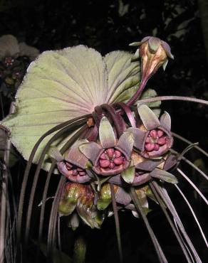 Fotografia 7 da espécie Tacca chantrieri no Jardim Botânico UTAD