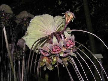 Fotografia da espécie Tacca chantrieri