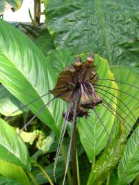 Fotografia da espécie Tacca chantrieri