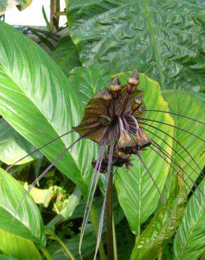 Fotografia 8 da espécie Tacca chantrieri no Jardim Botânico UTAD