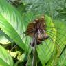 Fotografia 8 da espécie Tacca chantrieri do Jardim Botânico UTAD