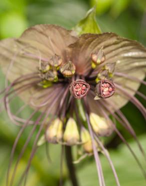 Fotografia 9 da espécie Tacca chantrieri no Jardim Botânico UTAD