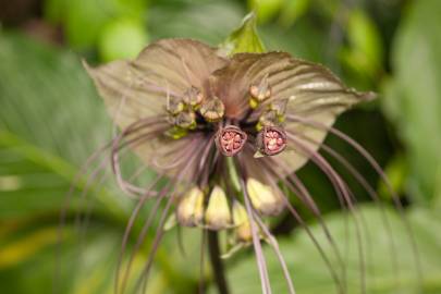 Fotografia da espécie Tacca chantrieri