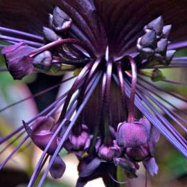 Fotografia da espécie Tacca chantrieri