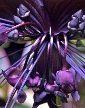 Fotografia 10 da espécie Tacca chantrieri no Jardim Botânico UTAD