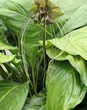 Fotografia 11 da espécie Tacca chantrieri no Jardim Botânico UTAD