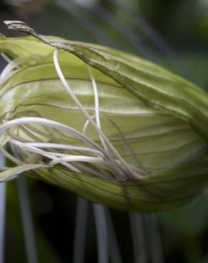 Fotografia 12 da espécie Tacca chantrieri no Jardim Botânico UTAD