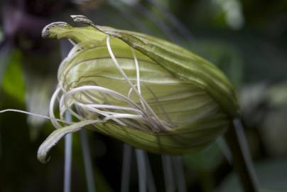 Fotografia da espécie Tacca chantrieri