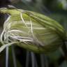 Fotografia 12 da espécie Tacca chantrieri do Jardim Botânico UTAD