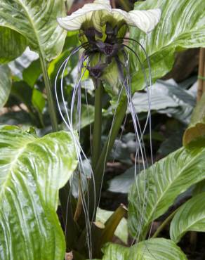 Fotografia 13 da espécie Tacca chantrieri no Jardim Botânico UTAD