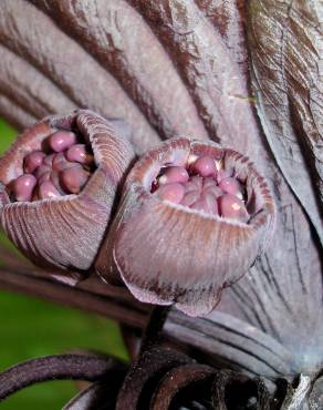 Fotografia 14 da espécie Tacca chantrieri no Jardim Botânico UTAD