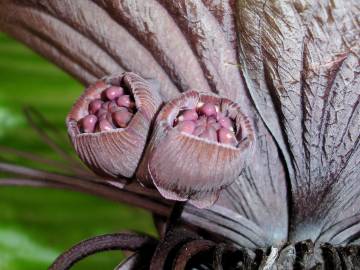 Fotografia da espécie Tacca chantrieri