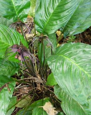 Fotografia 15 da espécie Tacca chantrieri no Jardim Botânico UTAD