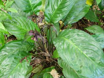 Fotografia da espécie Tacca chantrieri