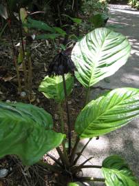 Fotografia da espécie Tacca chantrieri