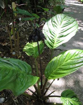 Fotografia 16 da espécie Tacca chantrieri no Jardim Botânico UTAD