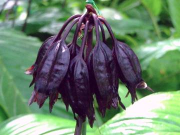 Fotografia da espécie Tacca chantrieri