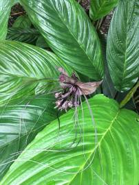 Fotografia da espécie Tacca chantrieri