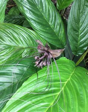 Fotografia 19 da espécie Tacca chantrieri no Jardim Botânico UTAD