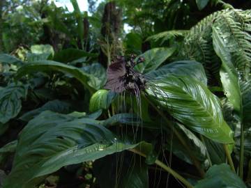 Fotografia da espécie Tacca chantrieri