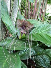 Fotografia da espécie Tacca chantrieri