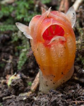 Fotografia 1 da espécie Thismia rodwayi no Jardim Botânico UTAD