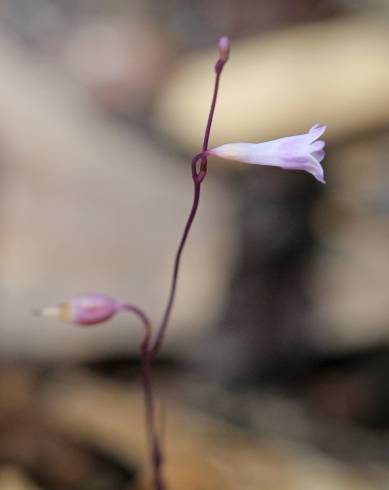 Fotografia de capa Apteria aphylla - do Jardim Botânico