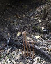 Fotografia da espécie Arachnitis uniflora