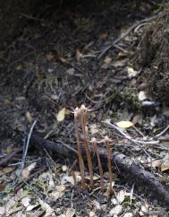 Arachnitis uniflora