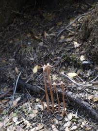 Fotografia da espécie Arachnitis uniflora